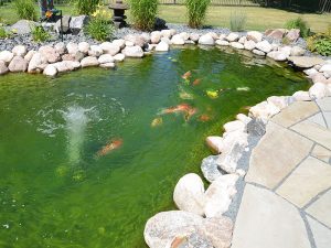 Pond Supplies - Japanese Koi Fish - foods, water quality products