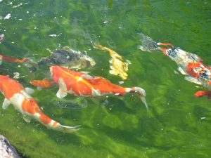 Pond Supplies - Japanese Koi Fish - foods, water quality products